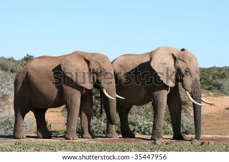Two African male elephants at water hole