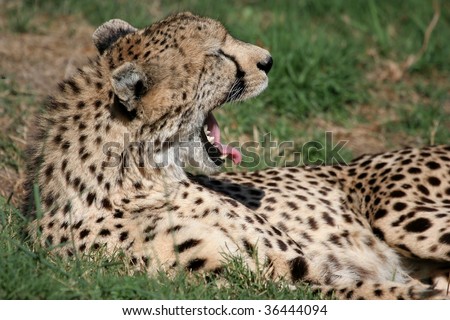 Cheetah yawning showing off sharp teeth and tongue