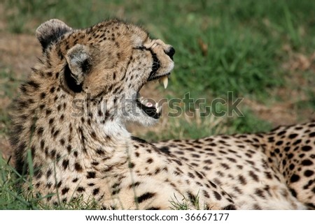 cheetah snarl