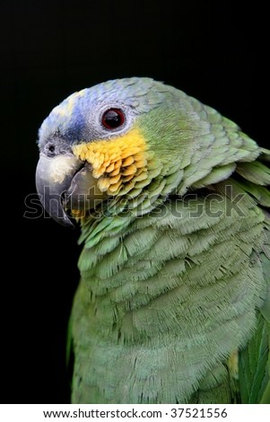 Meyers parrot isolated on black background