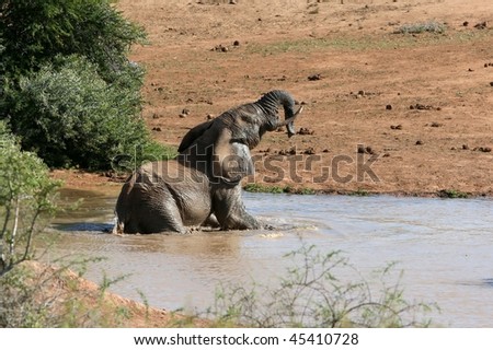 African Elephant swimming in water hole having fun
