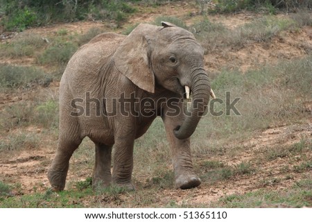 Baby Elephant Pictures on Baby Elephant Running In The Wild To Its Mother Stock Photo 51365110