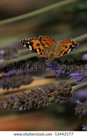 Painted Lady butterfly sitting on a purple plant