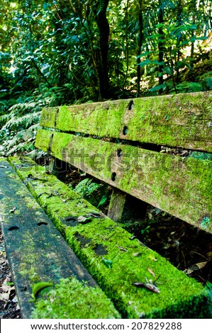 A moss covered bench in a subtropical forest/Moss covered bench