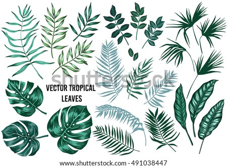 Vector tropical palm leaves, jungle leaves, split leaf, philodendron leaves, set isolated on white background