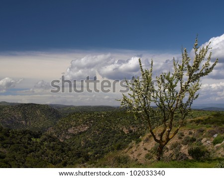 Landscape near Armungia with blossoming trees in spring in the southeast of Sardinia, Italy, Europe