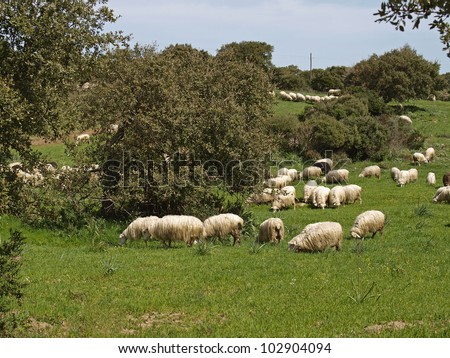 Flock of sheep near Gennamari in the Southwest of Sardinia, Italy, Europe