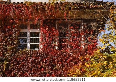 House wall with Japanese creeper, Woodbine, Boston Ivy, Ivy in Germany (Parthenocissus tricuspidata)
