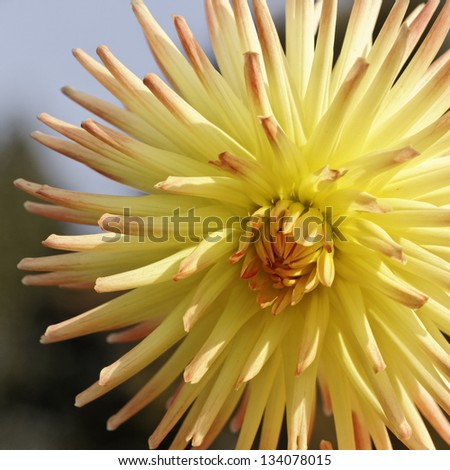 Dahlia flower, late summer flower