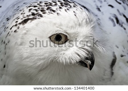 Snowy Owl (Bubo scandiacus) Arctic Owl, Great White Owl, Icelandic Snow Owl from Northern Europe