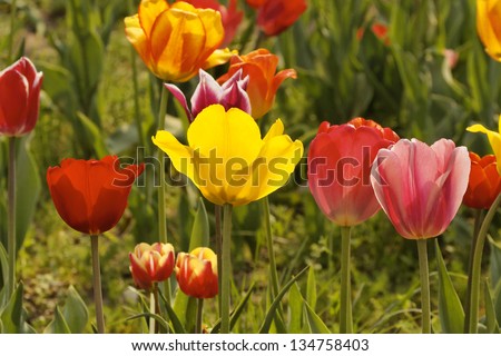 Tulip field in Lower Saxony, Germany, Europe