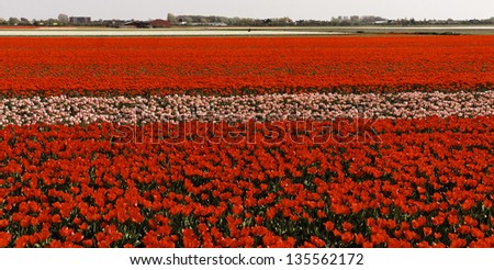 Tulip field near Noordwijkerhout, South Holland, Netherlands, Europe
