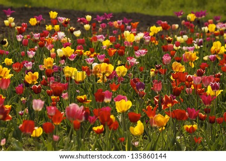Tulip field in spring, Lower Saxony, Germany