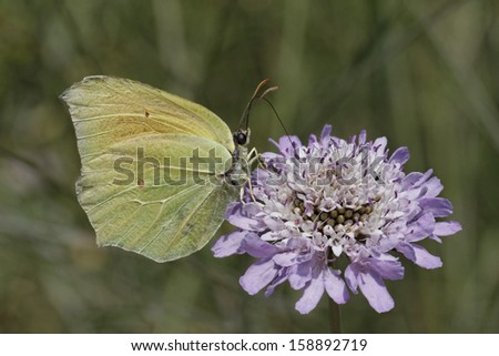 Gonepteryx cleopatra, Cleopatra butterfly (female) from Southern Europe