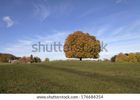 Horse chestnut tree (Aesculus hippocastanum) Conker tree in autumn, Lengerich, North Rhine-Westphalia, Germany, Europe