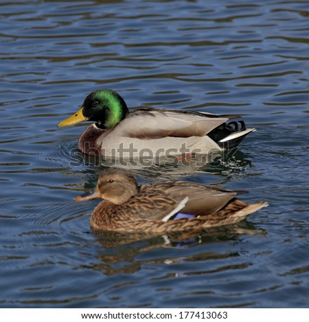 Anas Platyrhynchos, Mallard, Male Duck At The Top With Female Duck On A Pond In Germany