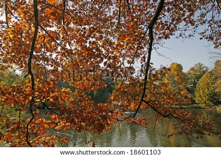 Northern Red Oak in autumn, Quercus rubra, Germany