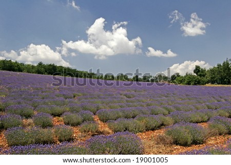 Lavender fields near Sault, Luberon, Provence, Southern France