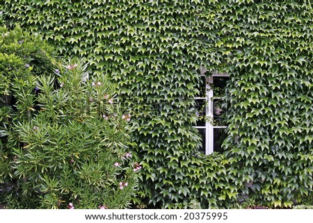 Quimperle, Green house wall with wild wine, Brittany, Northern France