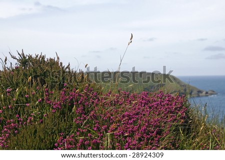 Rocky coastline with heath near Gwithian, Cornwall, Hell\'s Mouth on the North Cornish Coast, Sothwest England