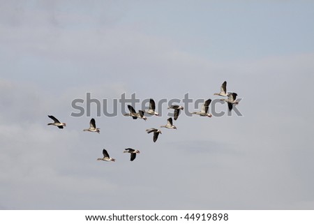 Wild gooses at the Duemmer lake, Lower Saxony, Germany, Europe