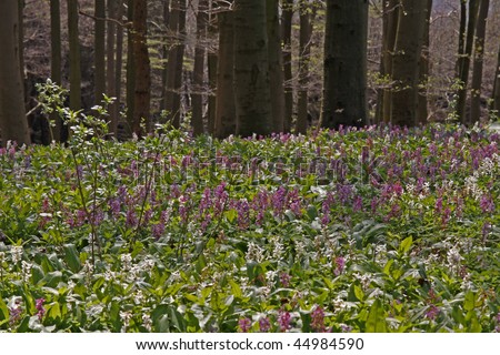 The corydalis flower (fumewort) in April at the Freeden in Bad Iburg, Osnabruecker land, Lower Saxony, attracts numerous visitors within the first April weeks