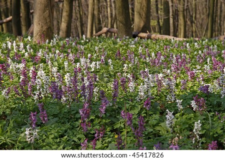 The corydalis flower in April at the Freeden in Bad Iburg, Osnabruecker land, Lower Saxony, attracts numerous visitors within the first April weeks