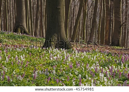 Corydalis (fumewort) flowers in Osnabruecker Land, Lower Saxony -  The corydalis flower in April at the Freeden in Bad Iburg,  attracts numerous visitors within the first April weeks