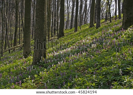 Corydalis (fumewort) flowers in Osnabruecker Land, Lower Saxony The corydalis flower in April at the Freeden in Bad Iburg, Germany