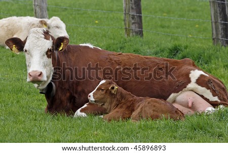 Brown cow with white face and young calf