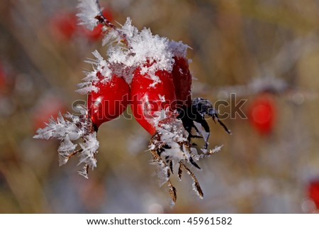 Rosehip (Rose haw) in winter, Germany