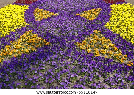 Viola-Hybrids, Tufted Pansy, Johnny-Jump-Up, Horned Violet, Horned Pansy, Pansy-Mix