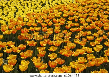 Tulip field with orange and yellow spring flowers in the Netherlands, Europe
