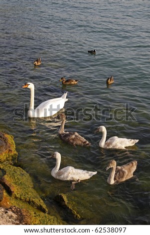 Mute swan family (Cygnus olor) with young swans and ducks in Italy, Europe