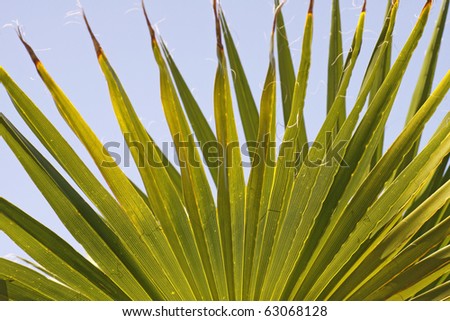 Washingtonia filifera - Desert Fan Palm, American Cotton Palm, Arizona Fan Palm