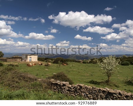 Cows in the southeast of Sardinia near Armungia, Italy, Europe
