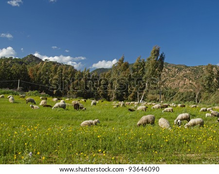 Flock of sheeps near San Priamo in the Southeast of Sardinia, Italy, Europe