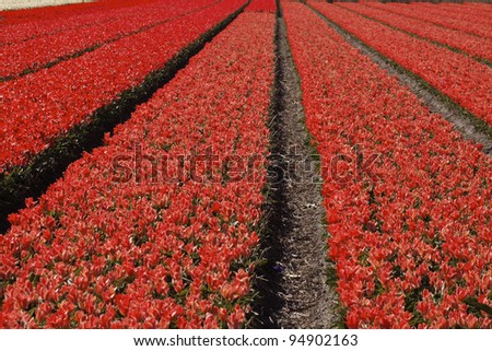 Tulip field near Noordwijkerhout, South Holland, Netherlands, Holland, Europe