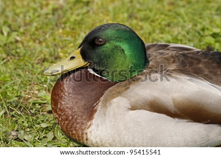 Anas platyrhynchos - Mallard, male duck with green face in Lower Saxony, Germany, Europe