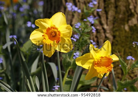 Lenten Lilies