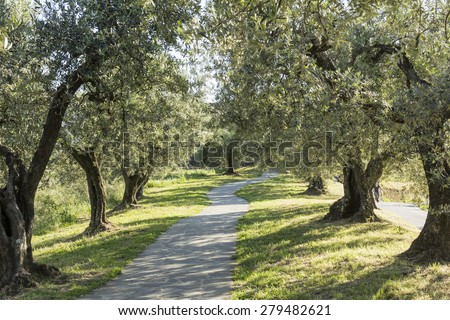 Anchiano, district of Vinci, landscape with olive trees, Tuscany, Italy