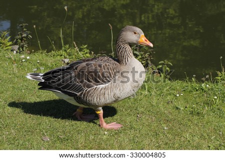 Anser anser, Grey-lag goose, Grey goose from Lower Saxony, Germany, Europe