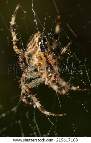 European Garden Spider, Diadem Spider, Cross Spider, Cross Orbweaver, Araneus diadematus