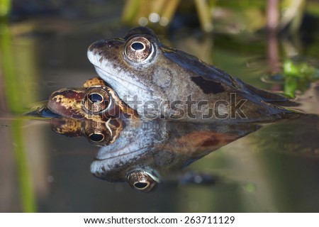 Green Frog, Bronze Frog, Rana clamitans