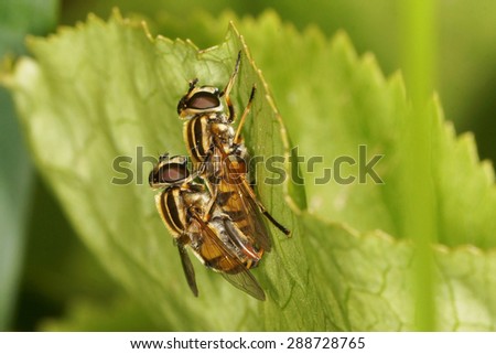 hover fly, hover-fly. Couple in the act of copulation.