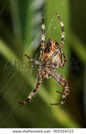SPIDERS - European Garden Spider, Diadem Spider, Cross Spider, Cross Orbweaver, Araneus diadematus
