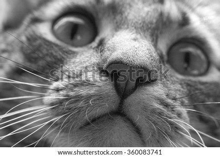 Black and White Cat Nose Whiskers Face