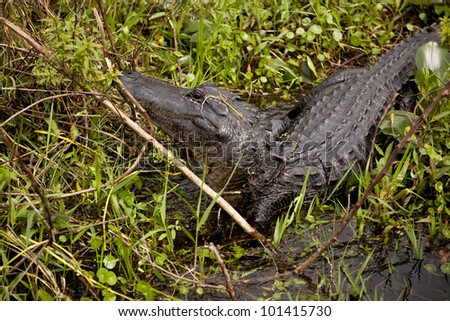 An alligator on land is turning away.