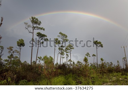 A beautiful colorful rainbow spanning through the sky over a green forest.