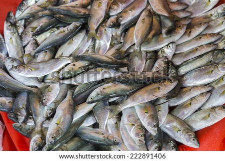 Plenty of fresh fishes in a market
